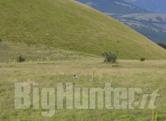 Lacet abbastanza profondo per la pointer Aria in montagna